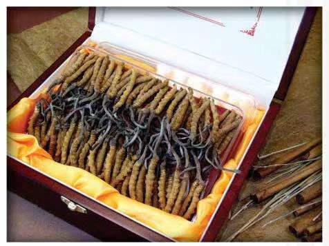 公安冬虫夏草回收